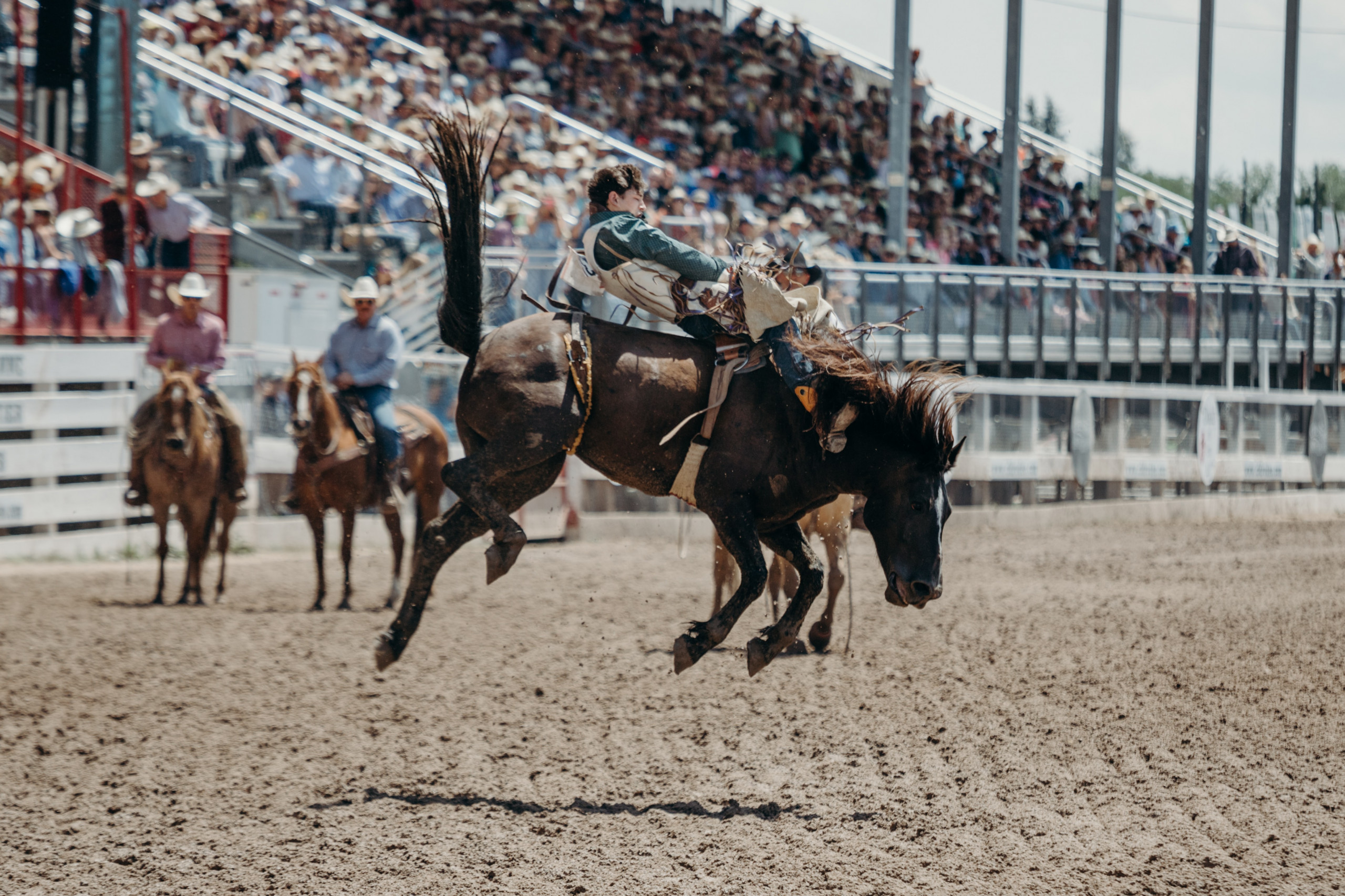 Jackson Hole Rodeo Rusty Parrot