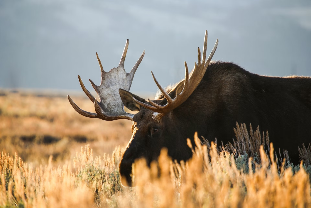 Hidden Beauty in Jackson Hole