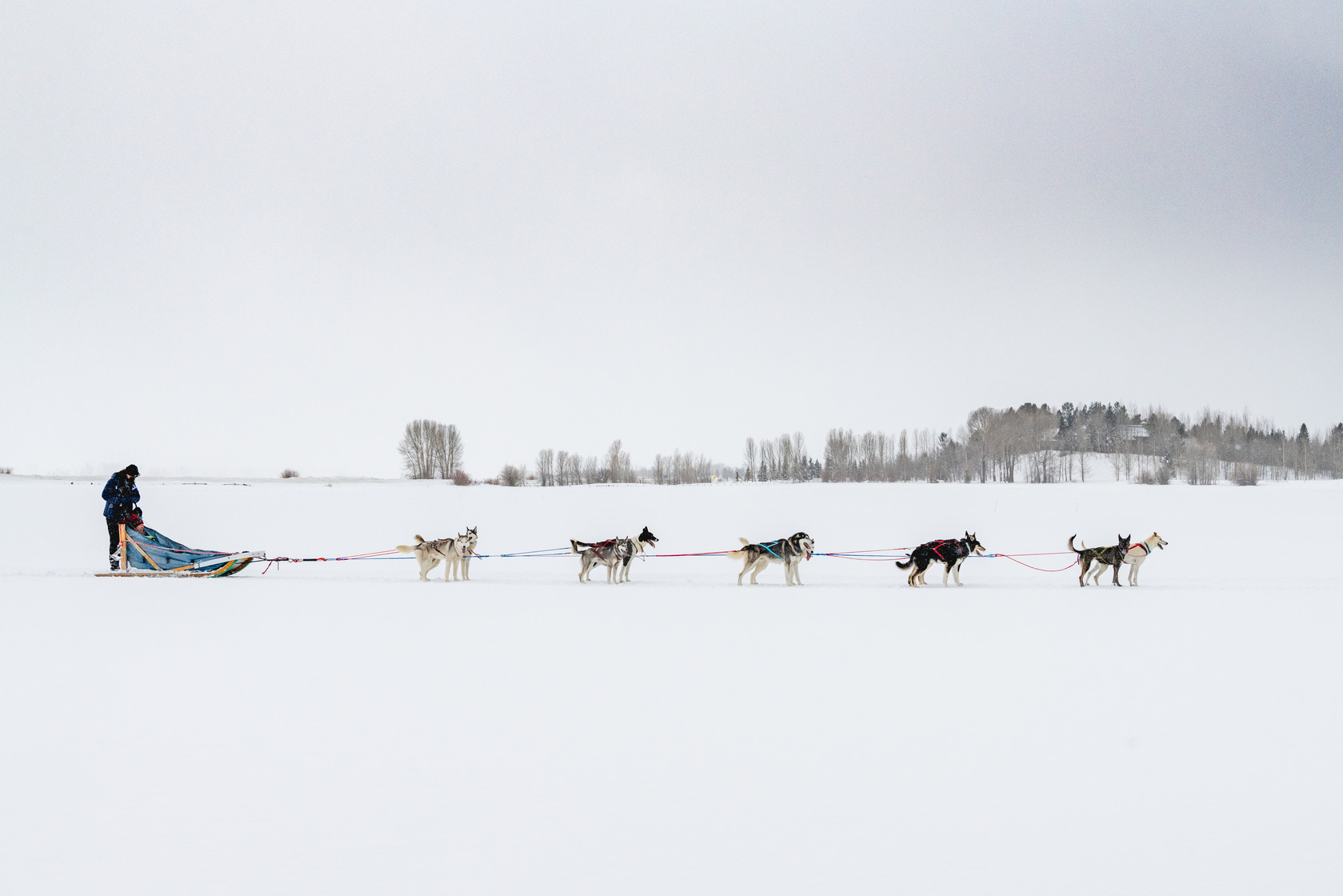 Wildlife, Warmth, and Western Charm: Jackson Hole Beyond the Slopes