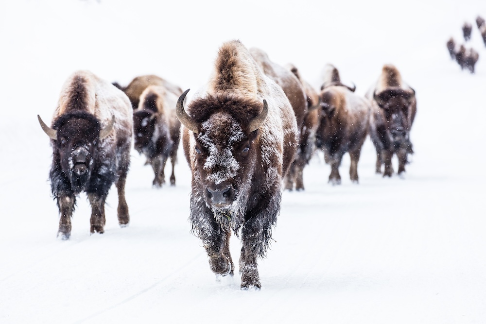 Adventure at Full Throttle: Winter in Yellowstone